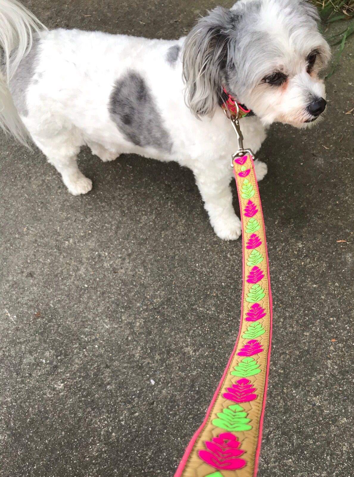 Heidi The Cavachon - Out For Walkies In New Collar & Lead Set - Red & Green Leaves