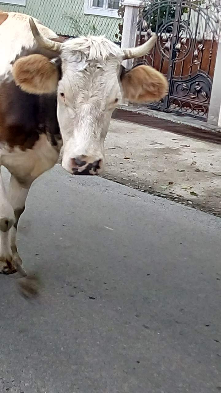 Forenzende koe