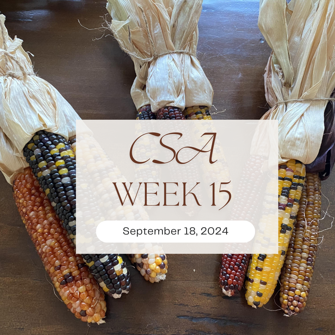 2024 CSA Week 15