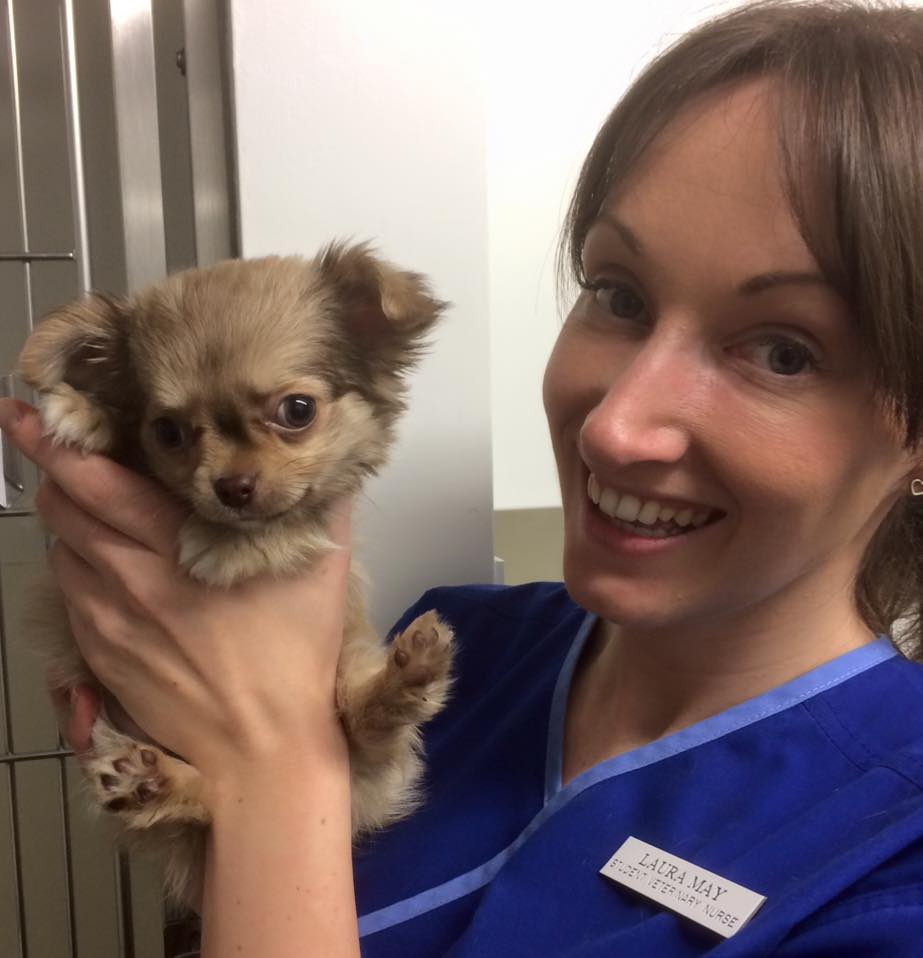 how-do-i-become-a-veterinary-nurse-our-latest-recruit