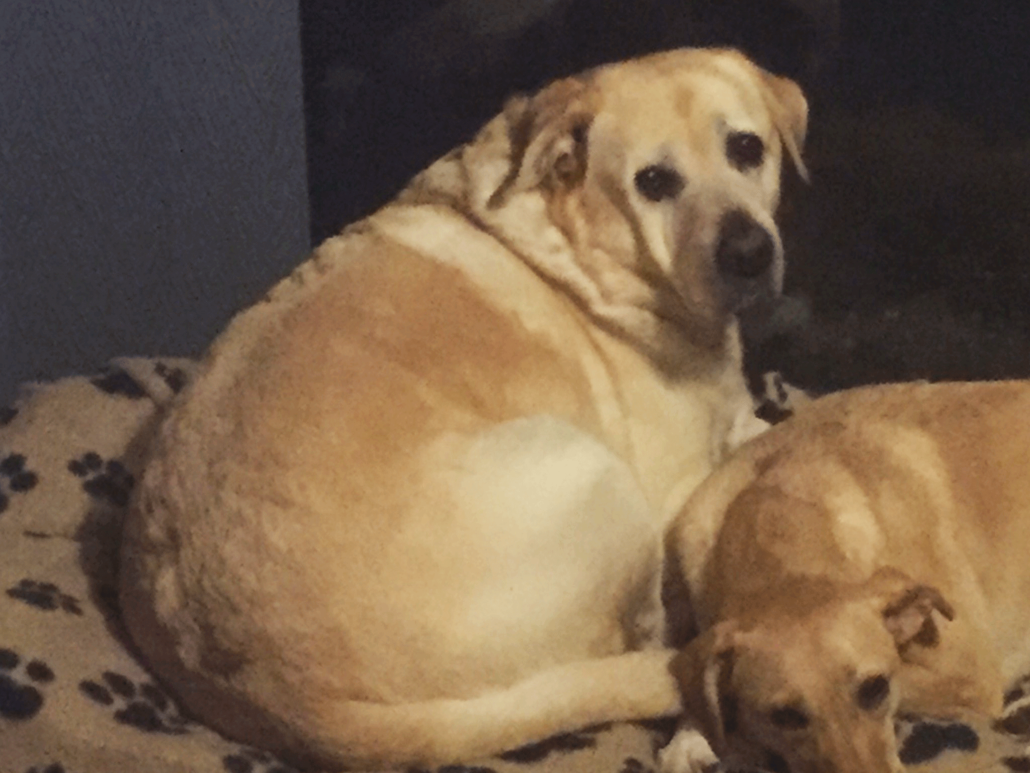 dog obese