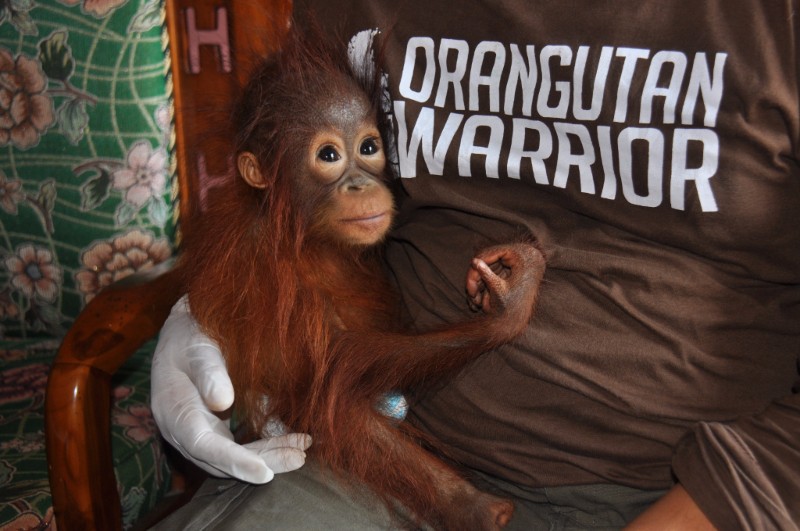 two orangutans rescued